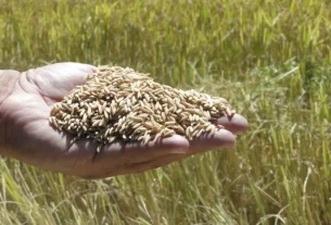 Retorno de exigência de licenciamento pode encarecer custos do arroz em santa catarina