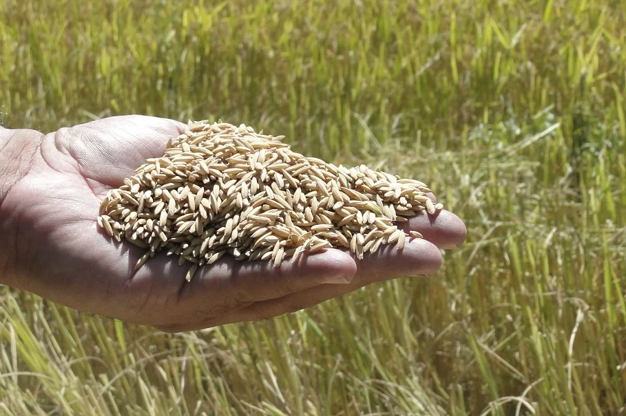 Retorno de exigência de licenciamento pode encarecer custos do arroz em santa catarina