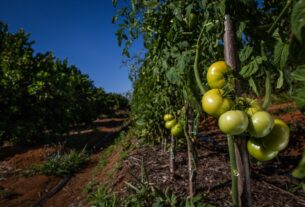 Safra brasileira de tomate industrial encolhe 8% devido a temporais em Goiás e São Paulo