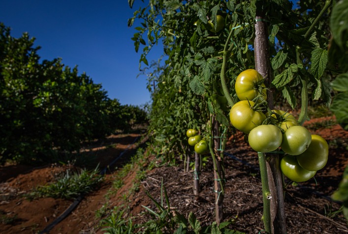Safra brasileira de tomate industrial encolhe 8% devido a temporais em Goiás e São Paulo