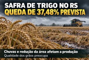 Safra de trigo no Rio grande do Sul aponta queda expressiva devido a chuvas