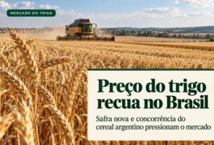 Safra nova e oferta argentina derrubam cotações do trigo no mercado brasileiro