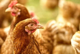 Santa Maria de Jetibá consolida liderança nacional na produção de ovos com 331 galinhas por habitante