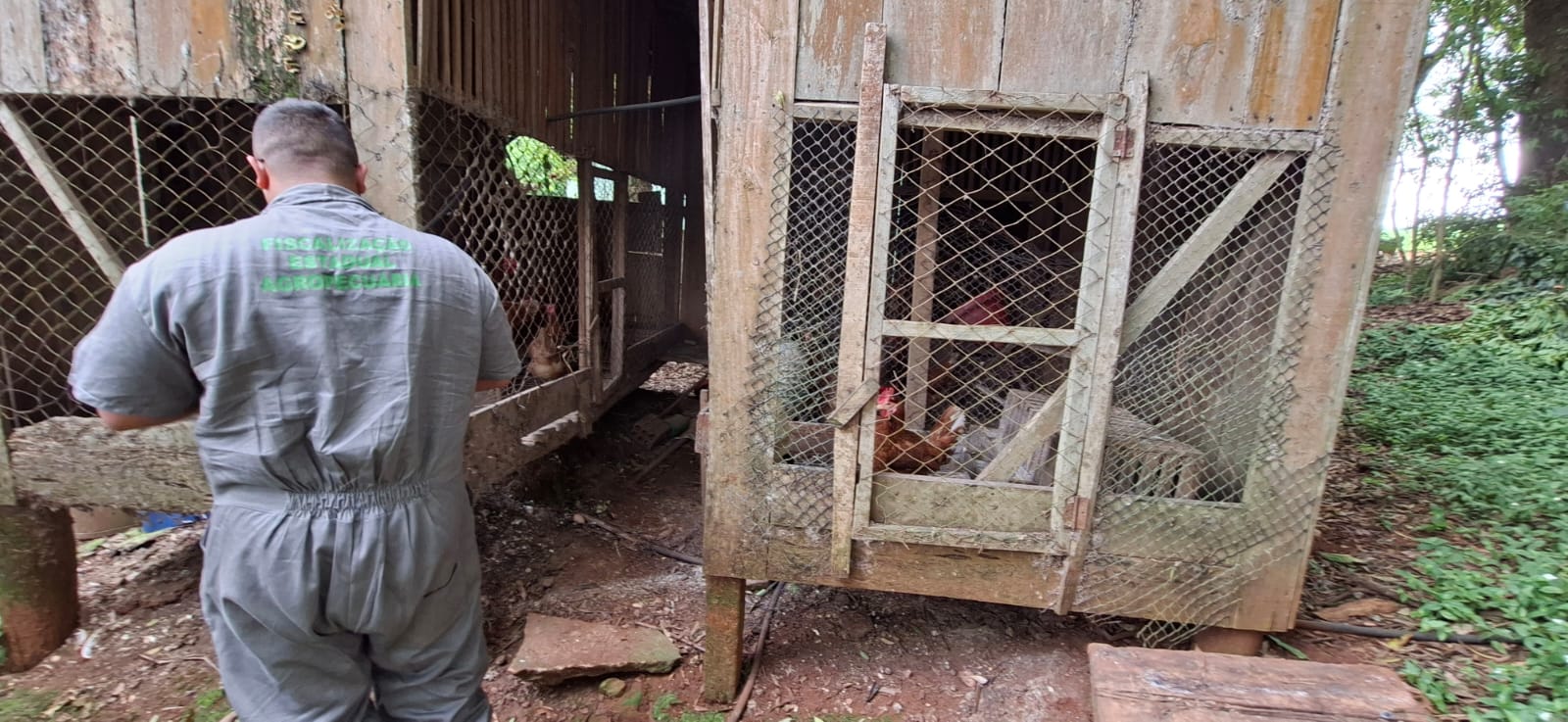 Secretaria da Agricultura finaliza vistoria no raio de 3 km de propriedade com gripe aviária