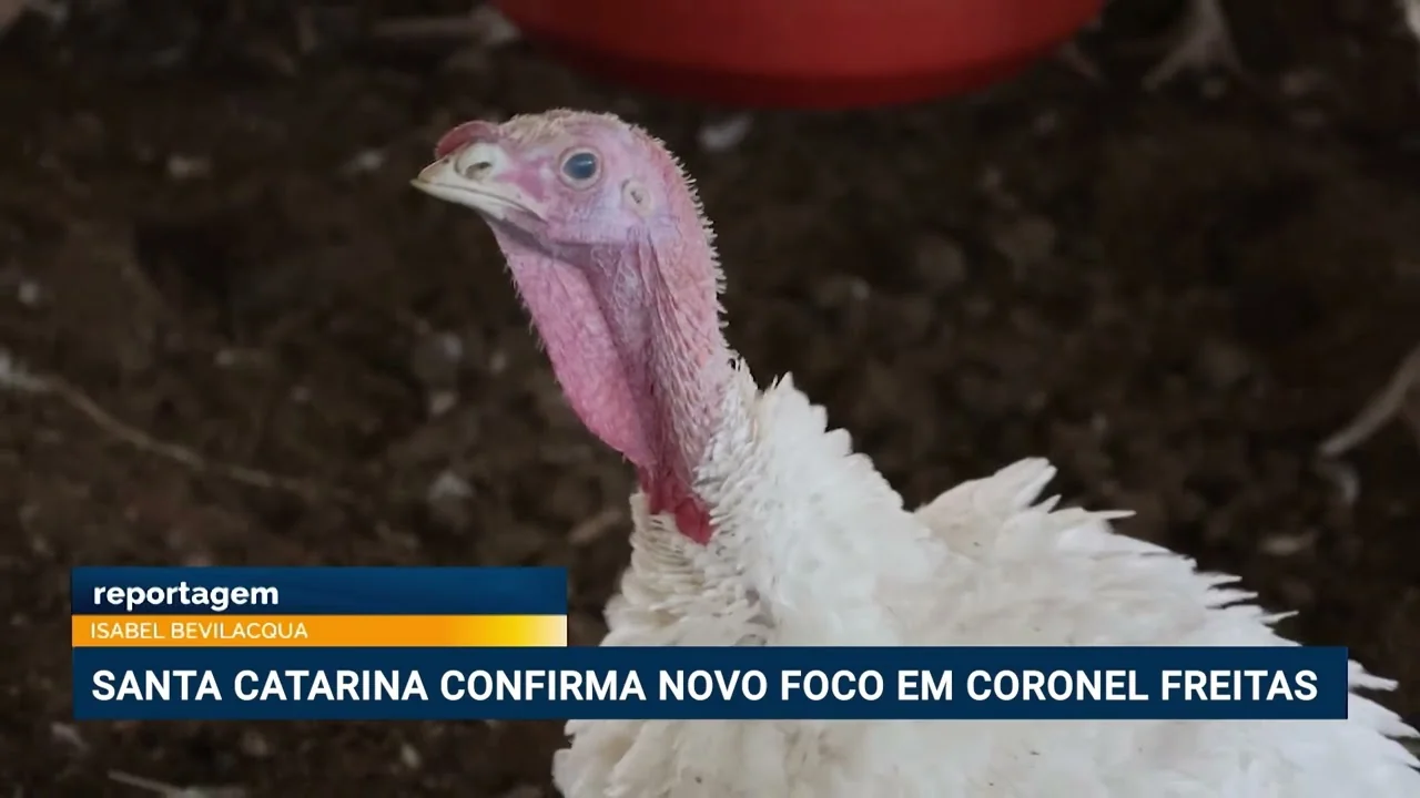Secretaria de Defesa Agropecuária identifica novo foco da doença de Newcastle em Coronel Freitas