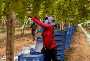 Setor de frutas fatura bilhões à custa de jornadas exaustivas e informalidade no campo
