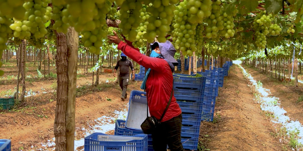 Setor de frutas fatura bilhões à custa de jornadas exaustivas e informalidade no campo