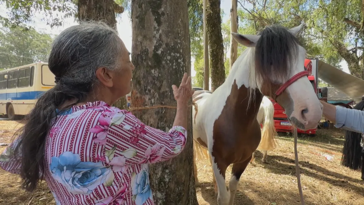 Tradição de benzer animais resiste e se moderniza no interior do estado