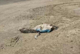 Três pinguins morrem na praia de Magistério durante período de migração natural no RS