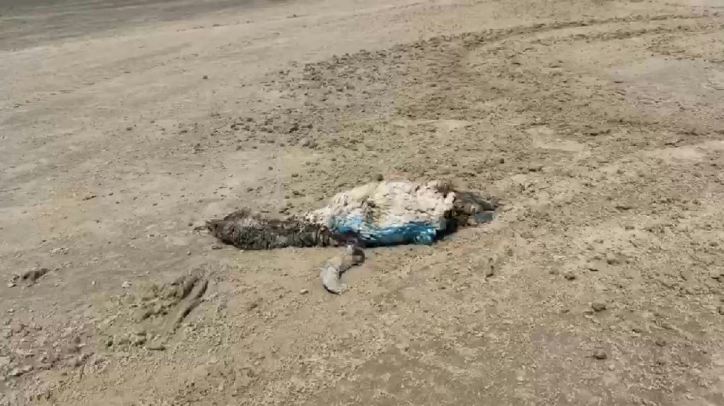 Três pinguins morrem na praia de Magistério durante período de migração natural no RS