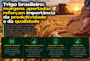 Trigo brasileiro enfrenta margens apertadas e exige foco em produtividade