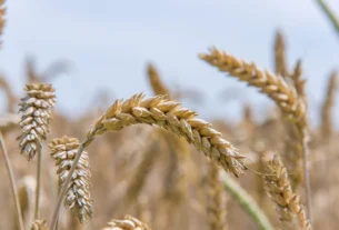 Trigo ganha proteção natural contra fungo em pesquisa inovadora da USP e Embrapa