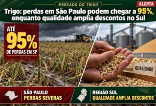 Trigo registra perdas severas em São Paulo e descontos no Sul devido a chuvas