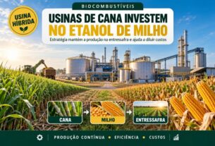 Usinas de cana adotam milho para manter produção na entressafra e otimizar custos